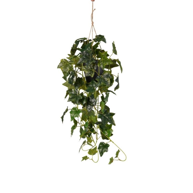 Ivy hanging bush green in pot 70cm