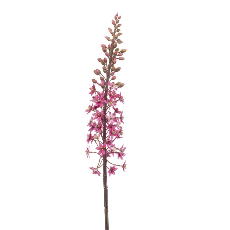 Eremurus spray fuchsia 95cm