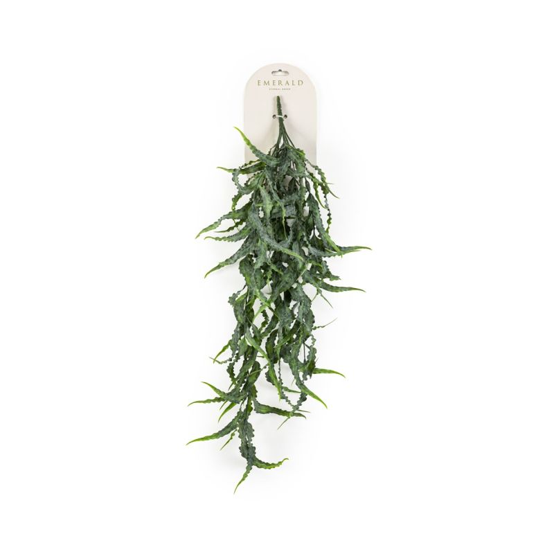 Eucalyptus curly hanging bush grey 80cm