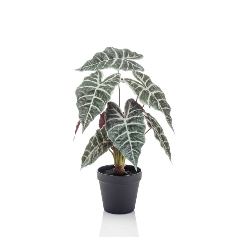 Alocasia bush in pot 40cm