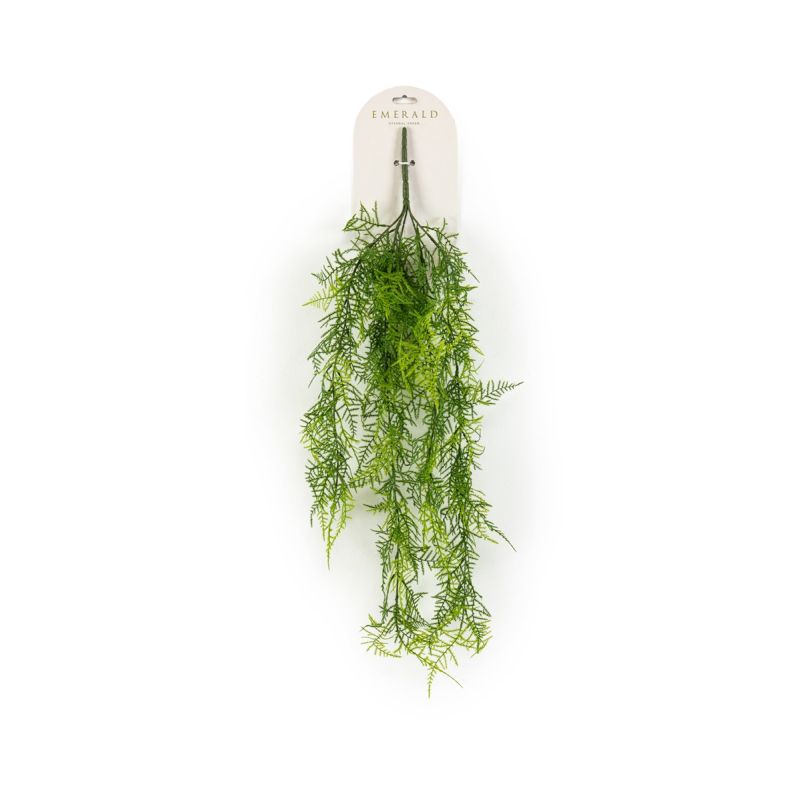Asparagus plumosus hanging bush 80cm