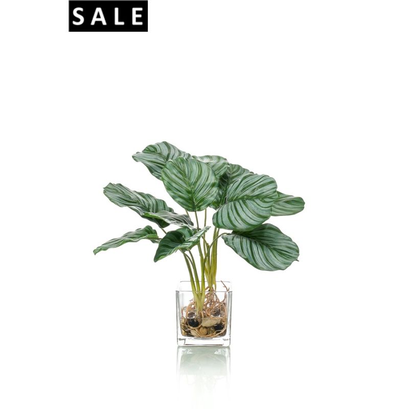 Calathea x12 39cm in glass pot 10cm
