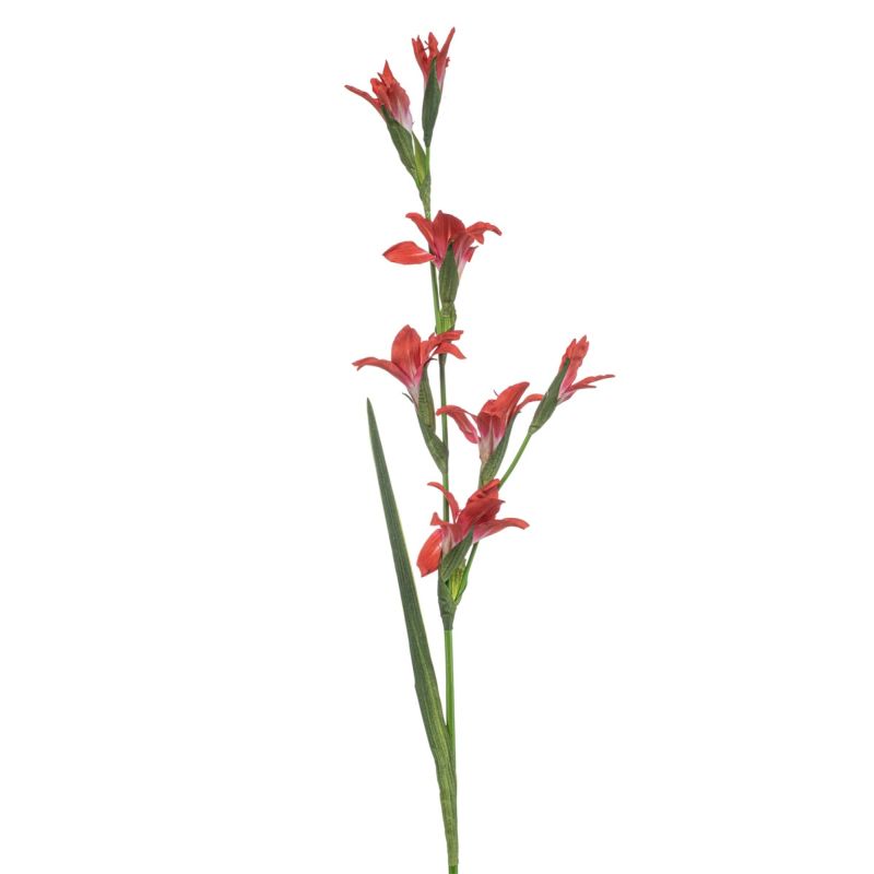 Gladiolus spray coral 104cm