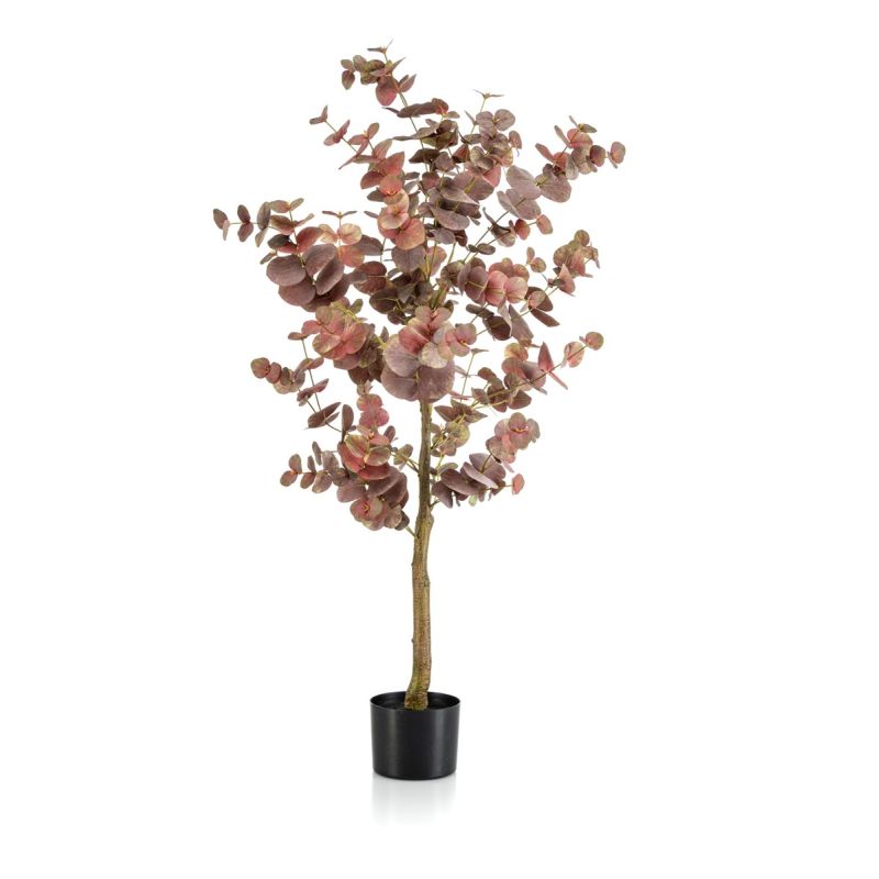 Eucalyptus tree burgundy in pot 120cm