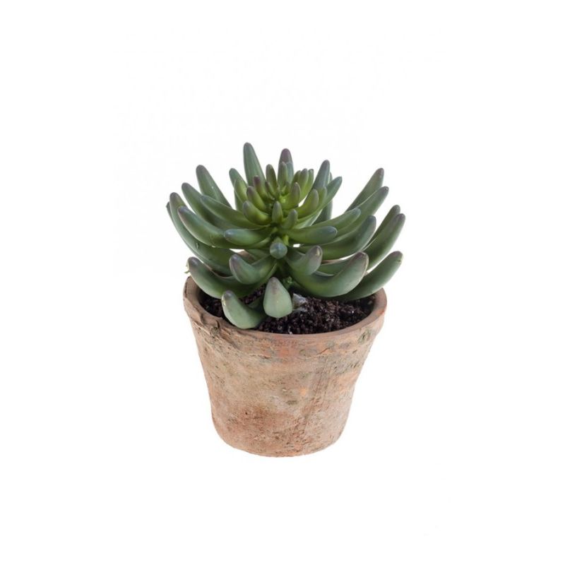 Sedum rupestre plant 14cm green in tc pot aged round 11cm