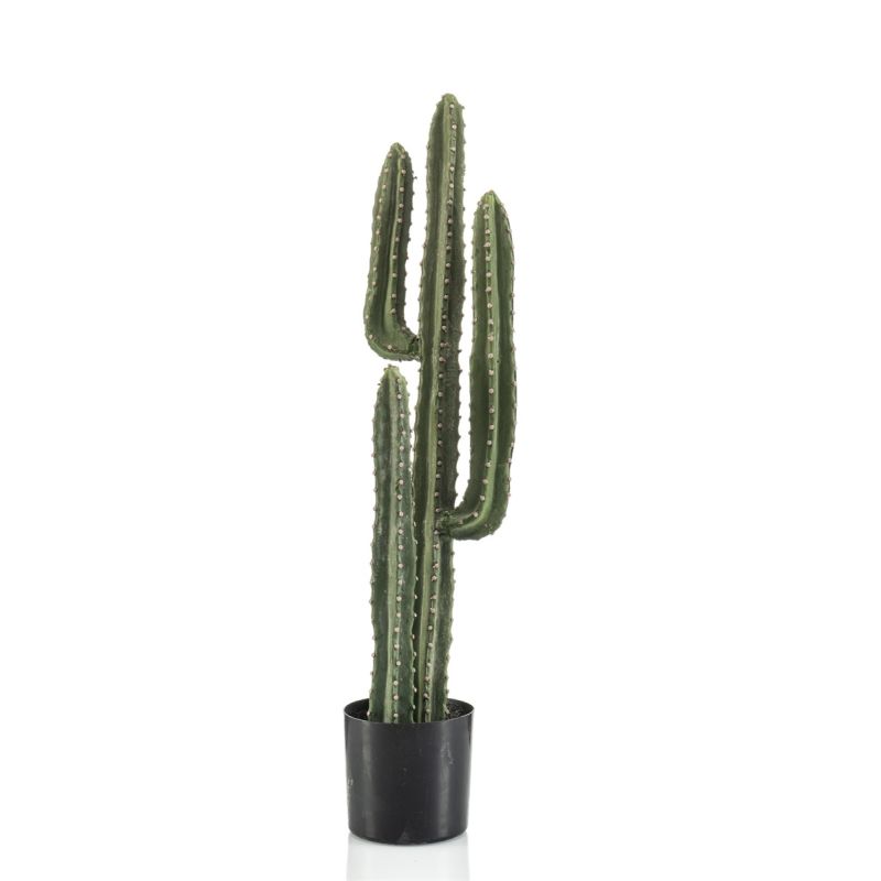 Cactus euphorbia canariensis 75cm