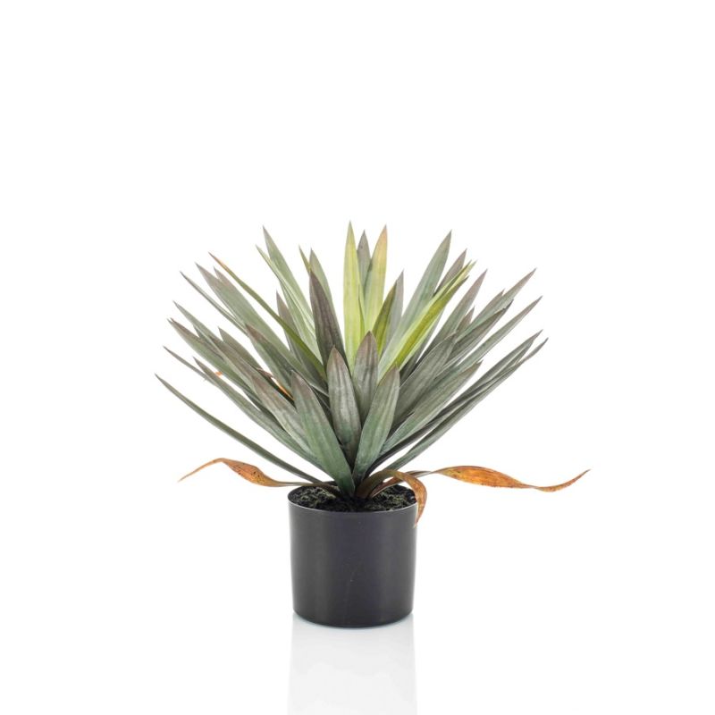 Yucca in pot 48cm