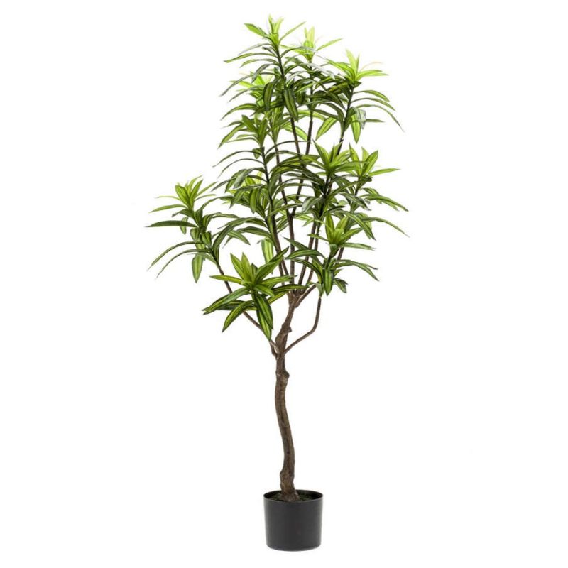 Dracaena plant 130cm