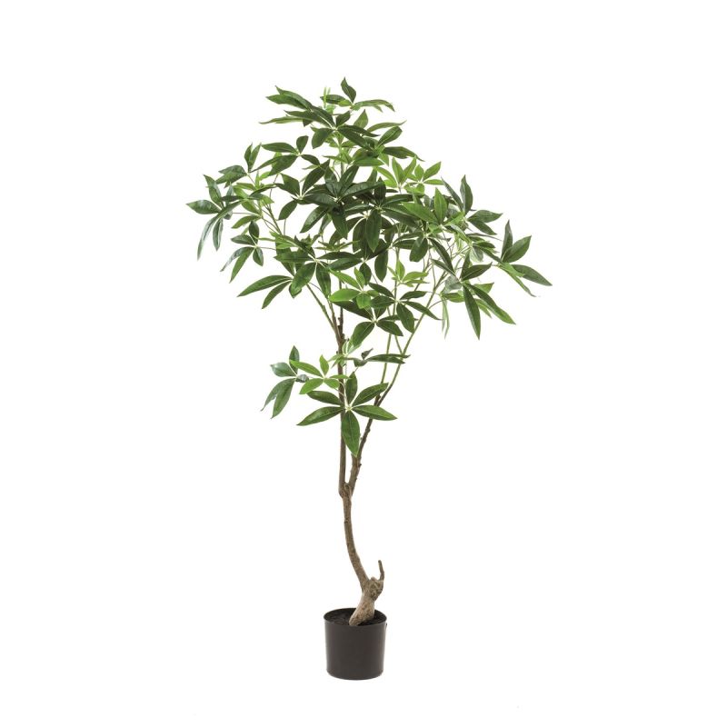Pachira mini trunk tree 150cm
