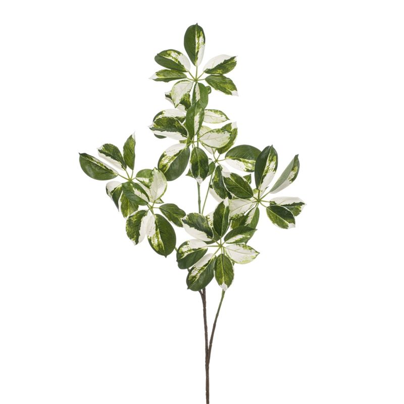 Schefflera spray green/white 110cm