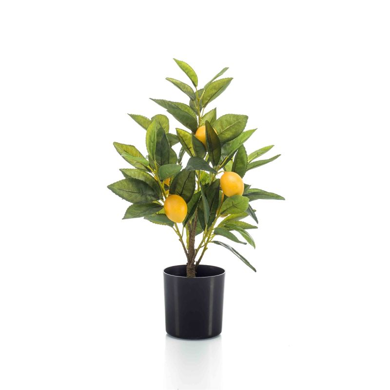Lemon tree w5 fruits in pot 40cm