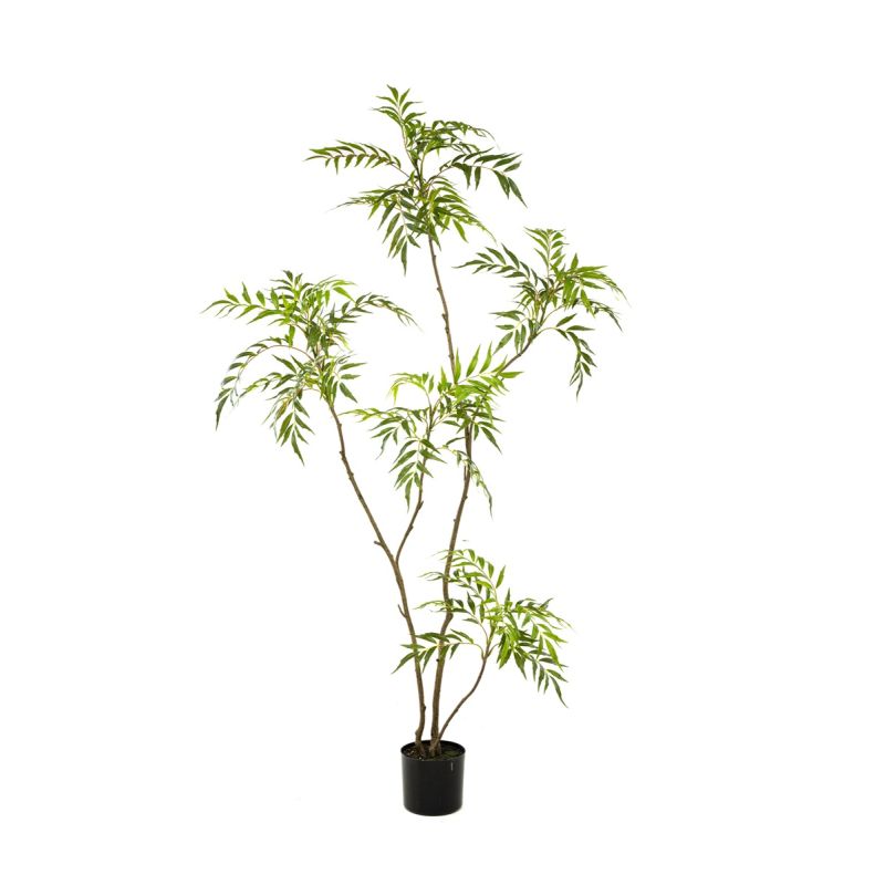 Mahonia forunei tree 180cm (knock down packing)
