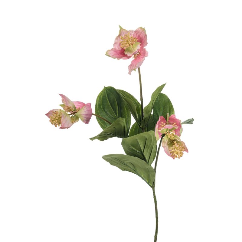 Medinilla spray pink 103cm