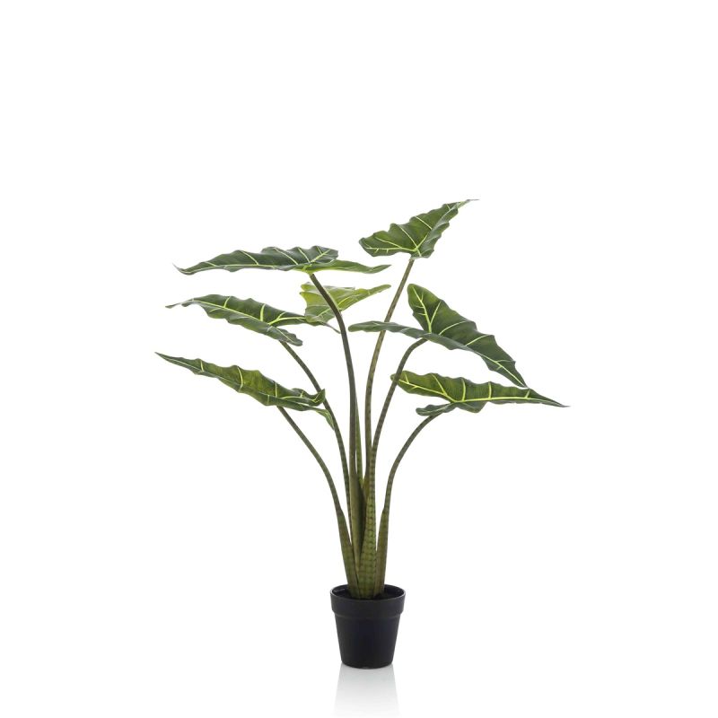 Alocasia frydek 100cm/7lvs