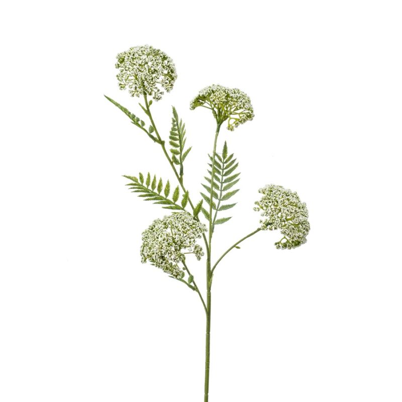 Achillea spray cream 60cm