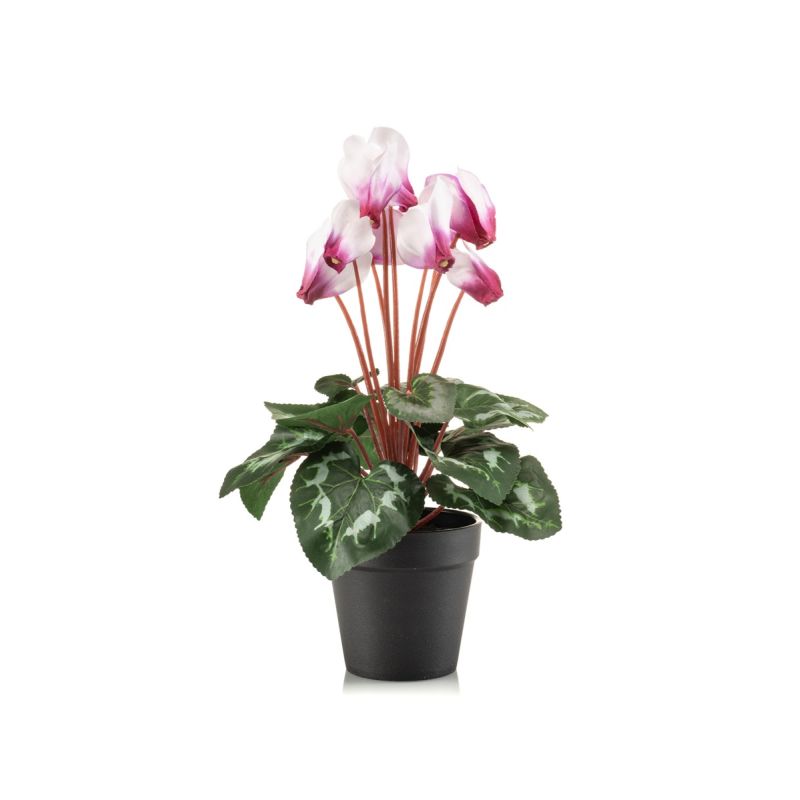 Cyclamen bush white/beauty 30cm in black pot