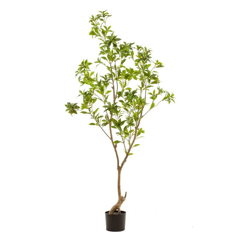 Tea leaf tree 185cm