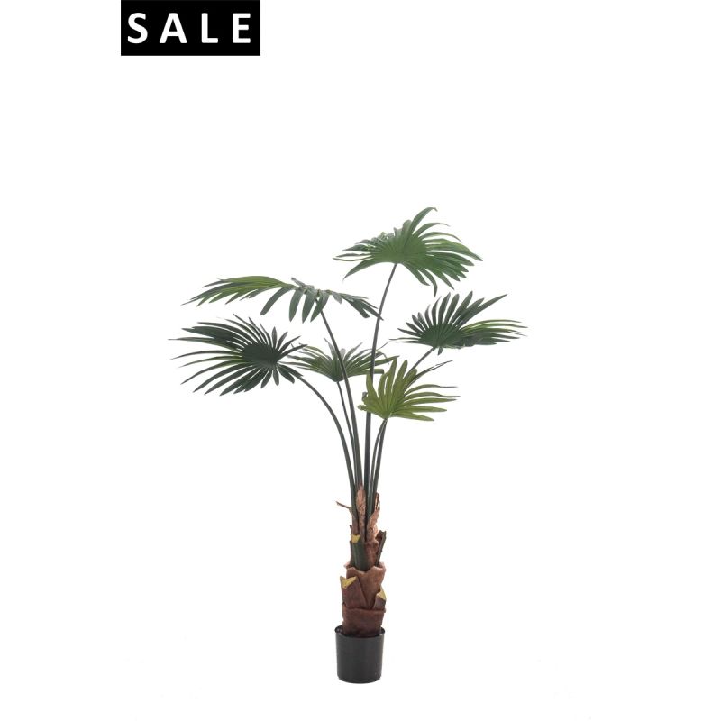Palm livistona 110cm/6lvs
