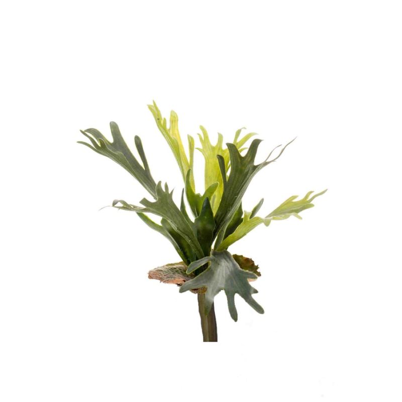 Fern staghorn 38cm