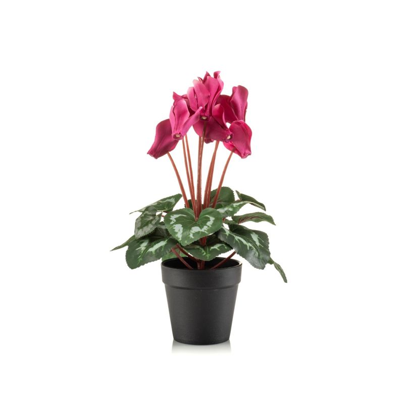Cyclamen bush hot pink 30cm in black pot