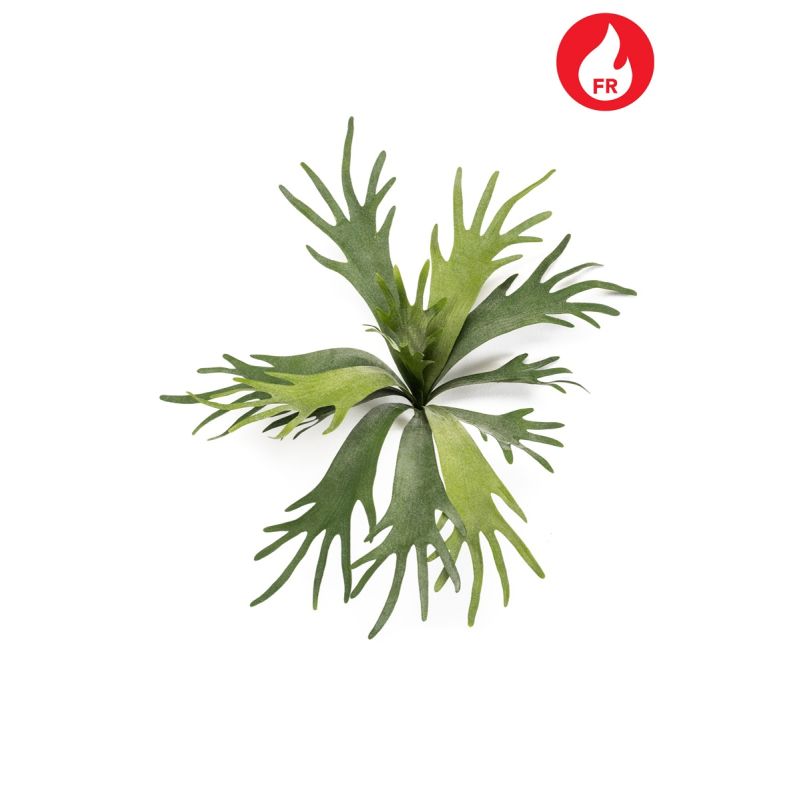 Fern staghorn bush FR 50cm