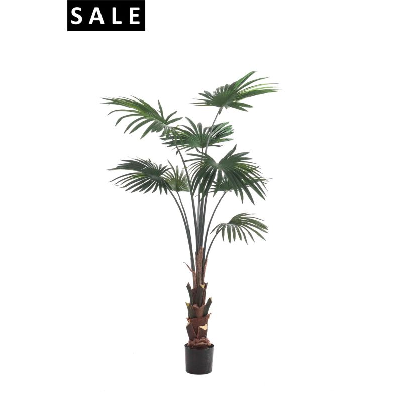Palm livistona 150cm/8lvs