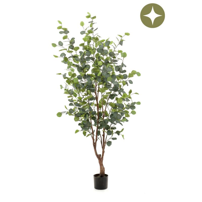 Eucalyptus tree 140cm