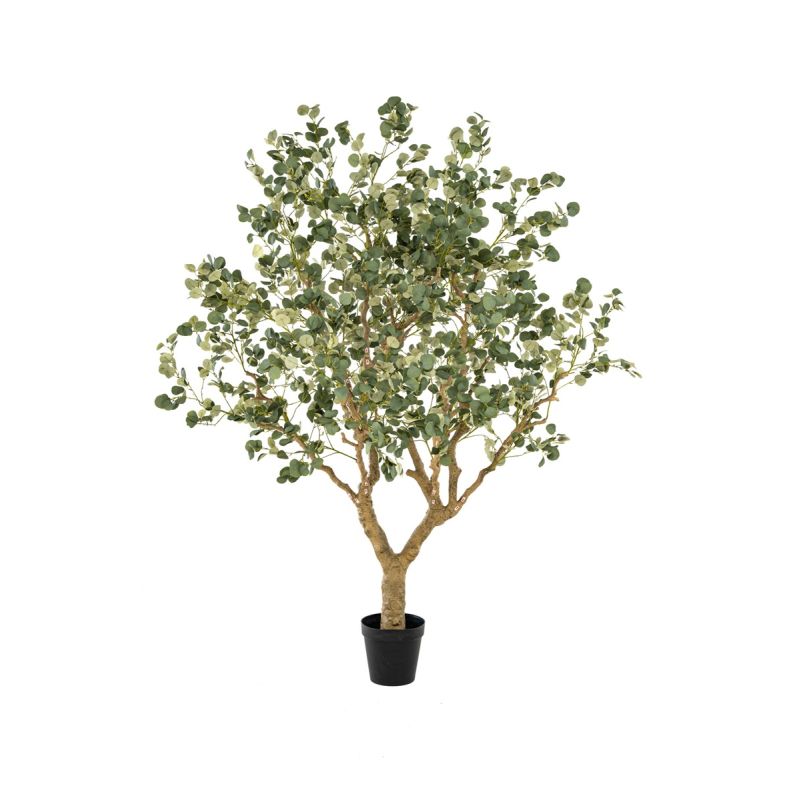 Eucalyptus botanic tree 240cm (knock down packing)
