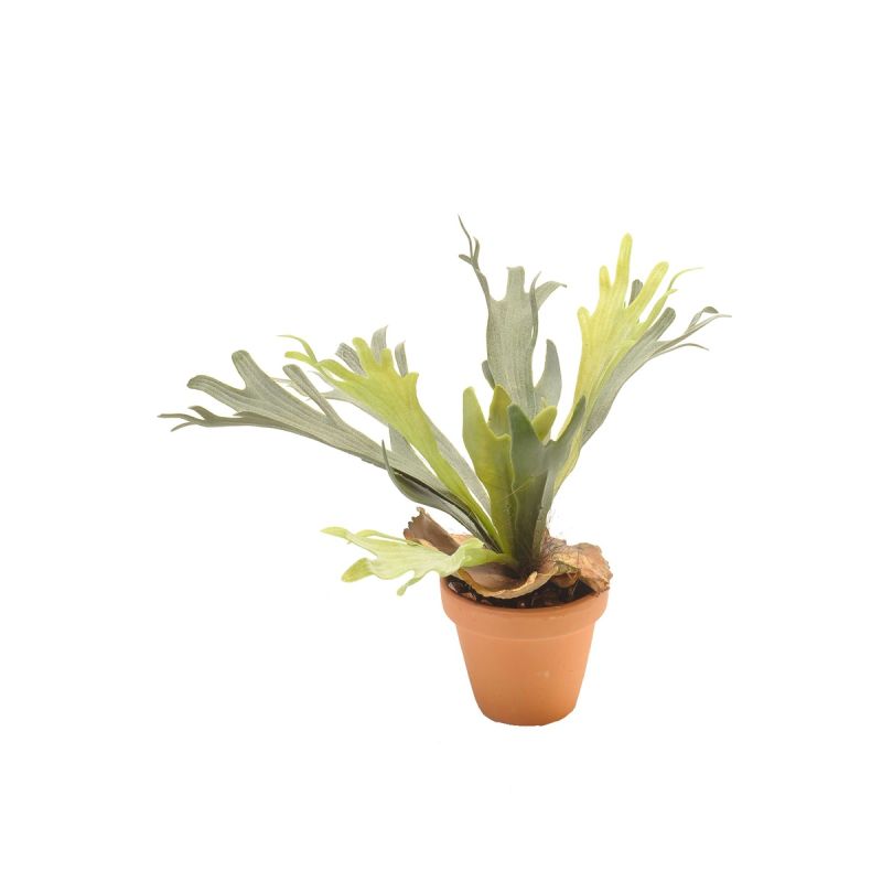 Fern staghorn 35cm in tc pot