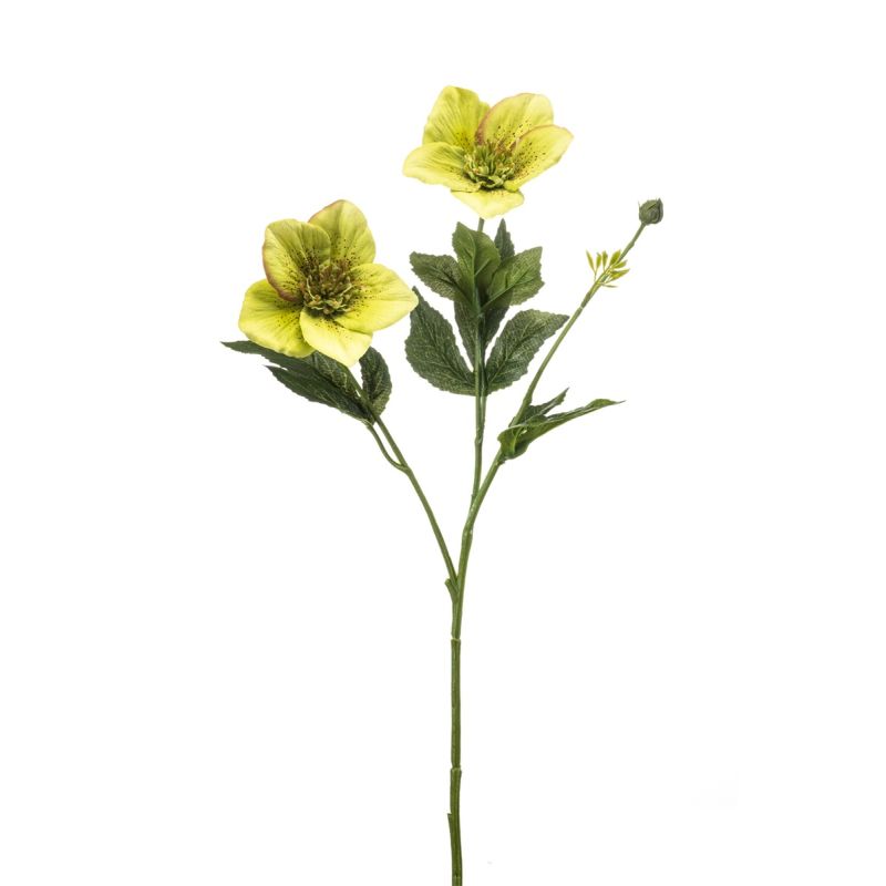 Helleborus spray green 55cm