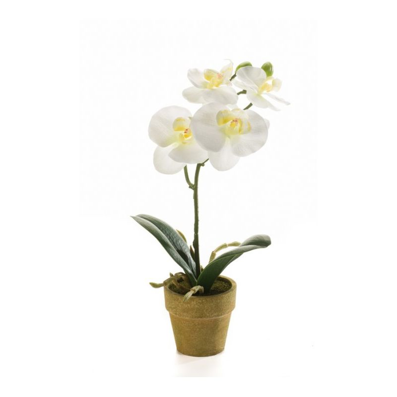 Phalaenopsis mini cream in paper pot 25cm