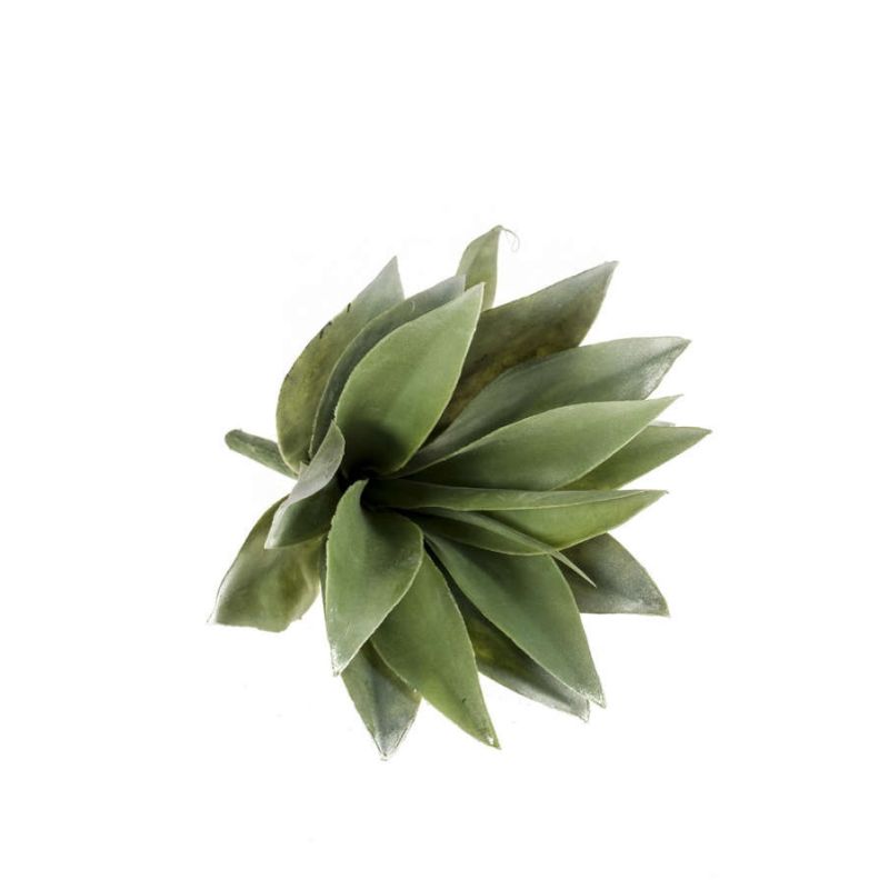 Agave bush grey 19cm