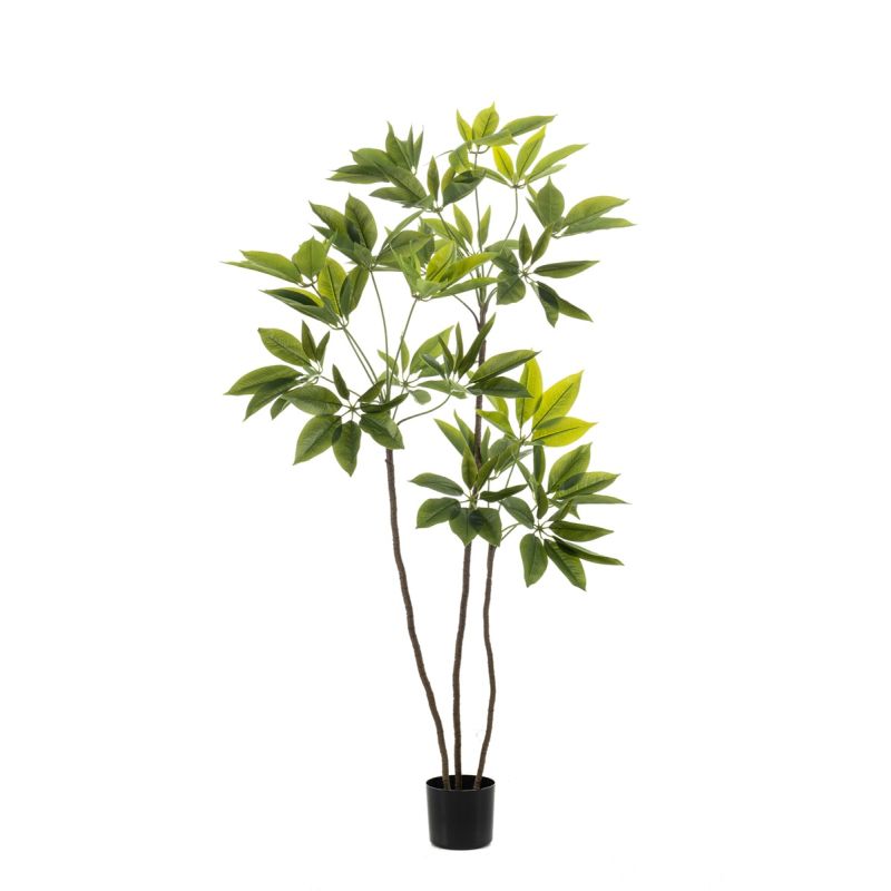 Schefflera tree x3 150cm