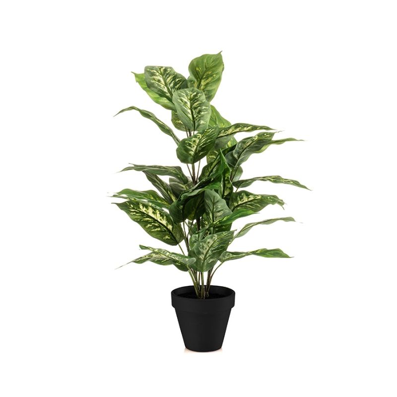 Dieffenbachia bush 65cm in pot