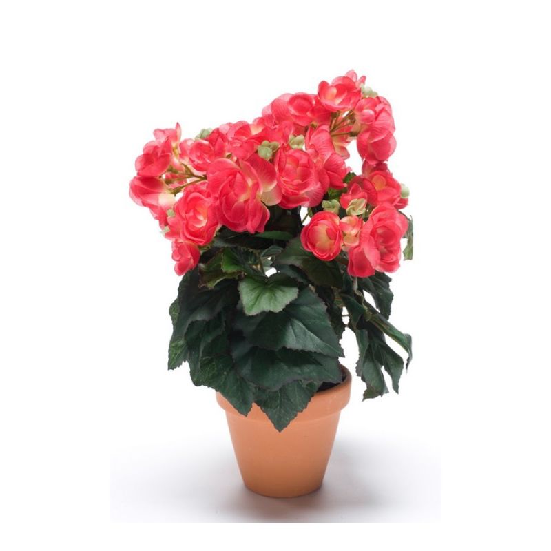 Begonia bush hot pink 30cm in tc pot