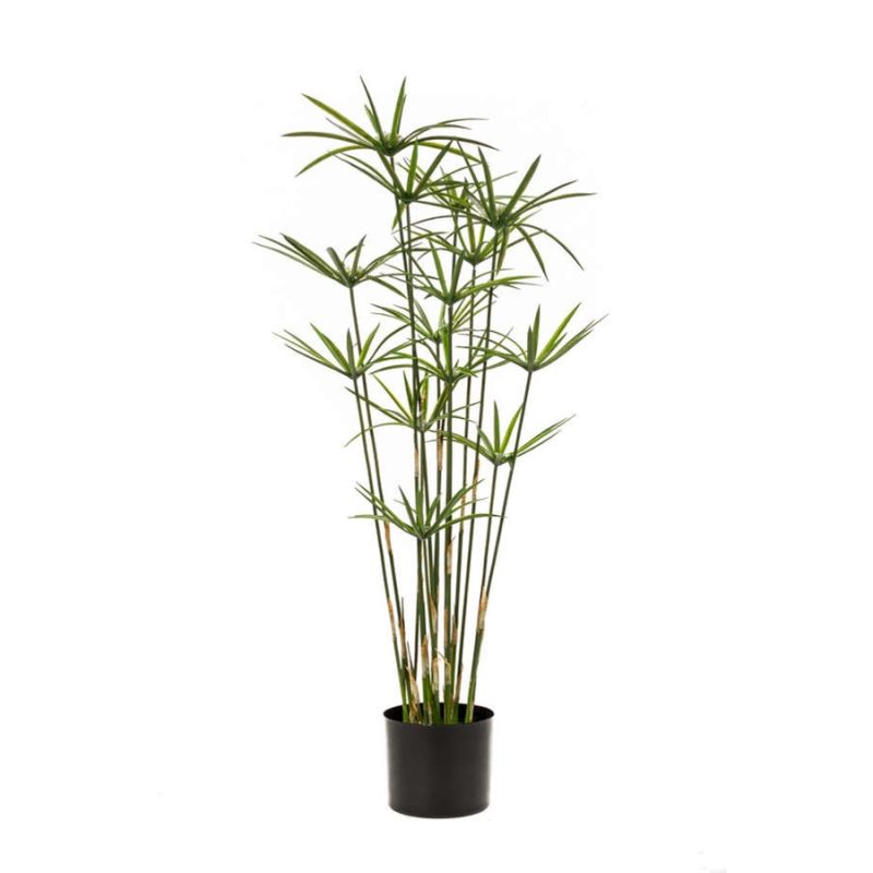 Cyperus plant 90cm