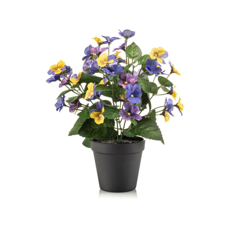 Pansy bush yellow/blue 29cm in black pot