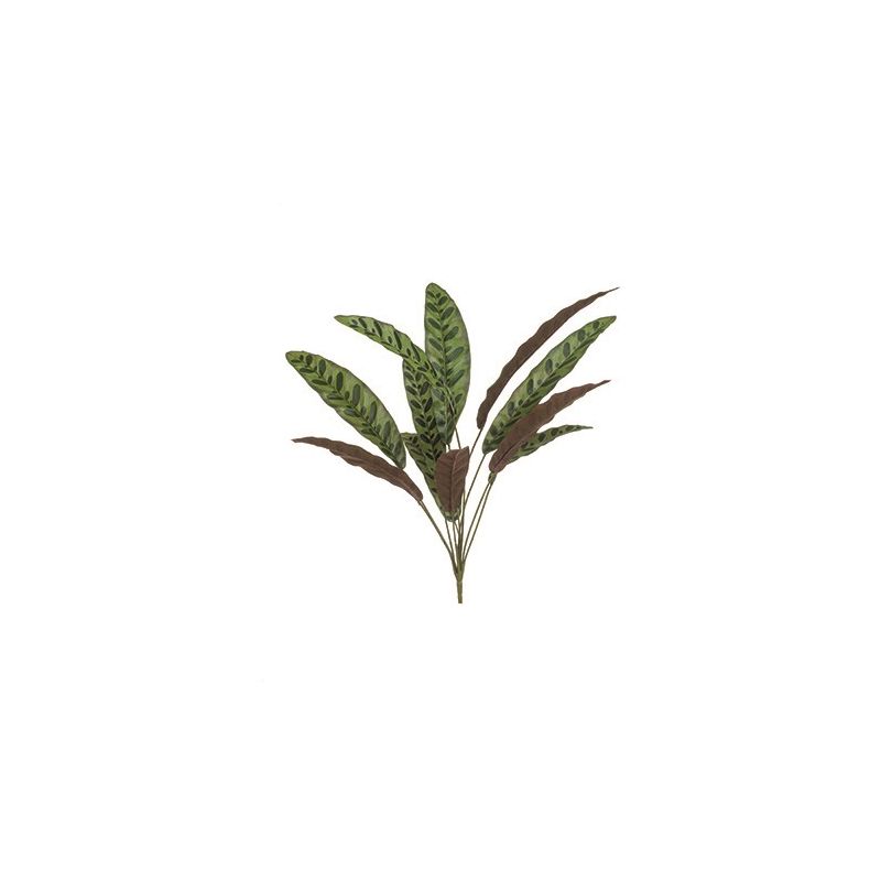 Calathea bush green/burgundy 70cm