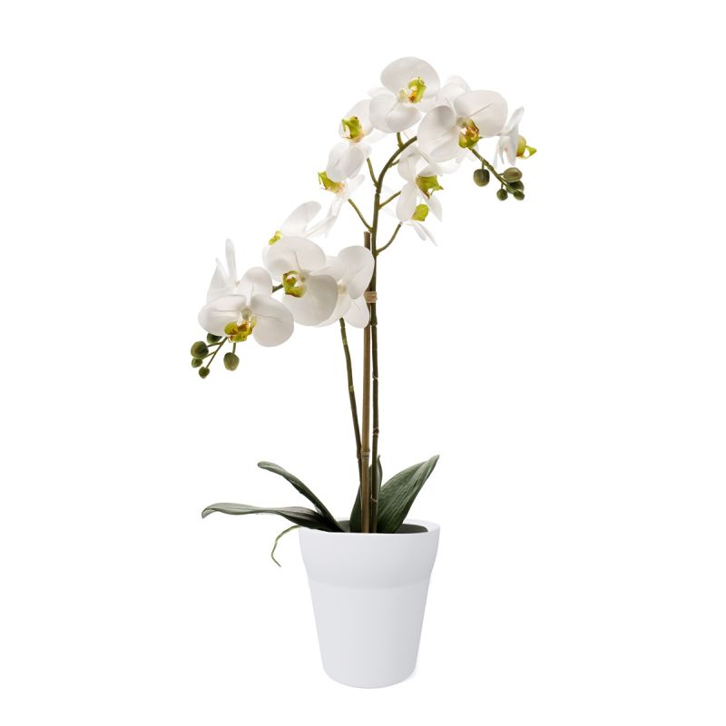 Phalaenopsis bush RT white 65cm in white pot