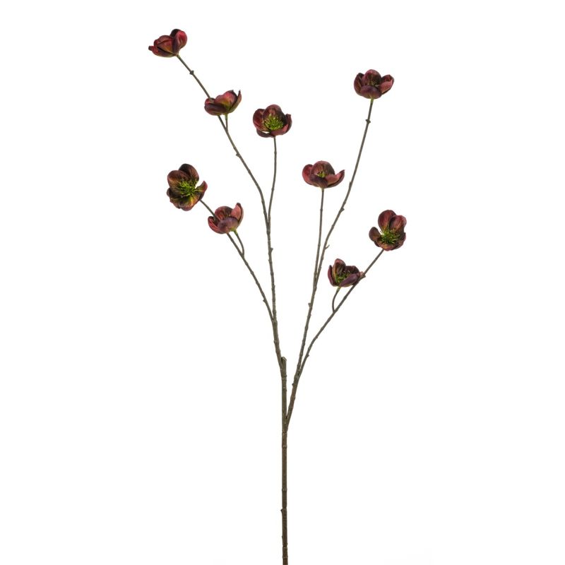 Helleborus spray burgundy 110cm