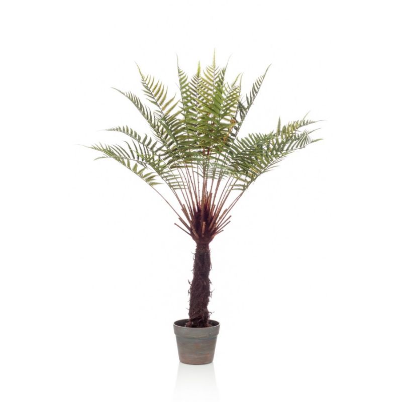 Fern dicksonia tree 105cm