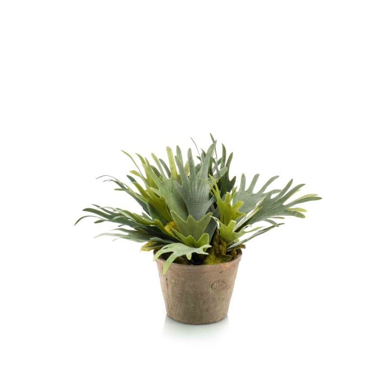 Fern staghorn 35cm in tc pot aged