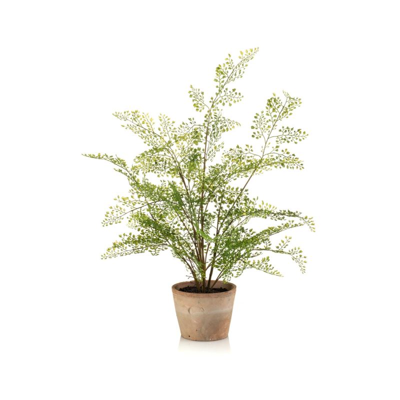 Adianthum fern bush 65cm in tc aged pot