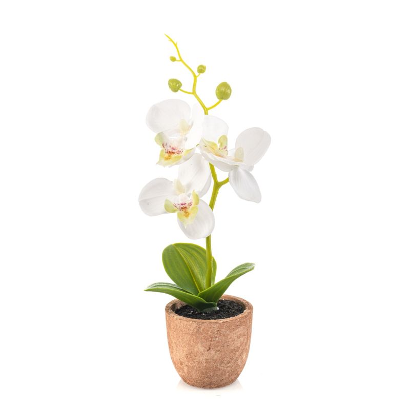 Phalaenopsis mini white in pot 20cm