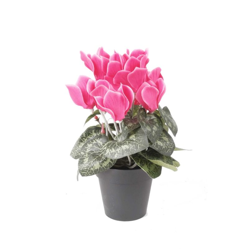 Cyclamen bush beauty in pot 25cm