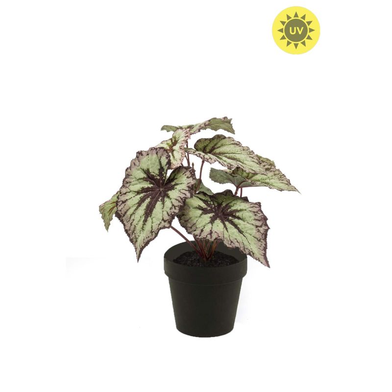 Begonia leaves bush UV grey/purple 26cm in black pot