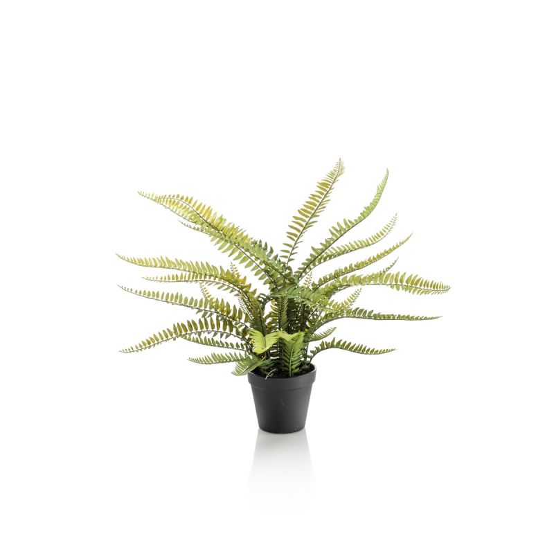 Fern boston in pot 55cm
