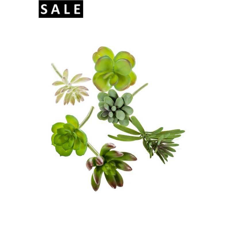 Succulent assortment bag of 6pcs