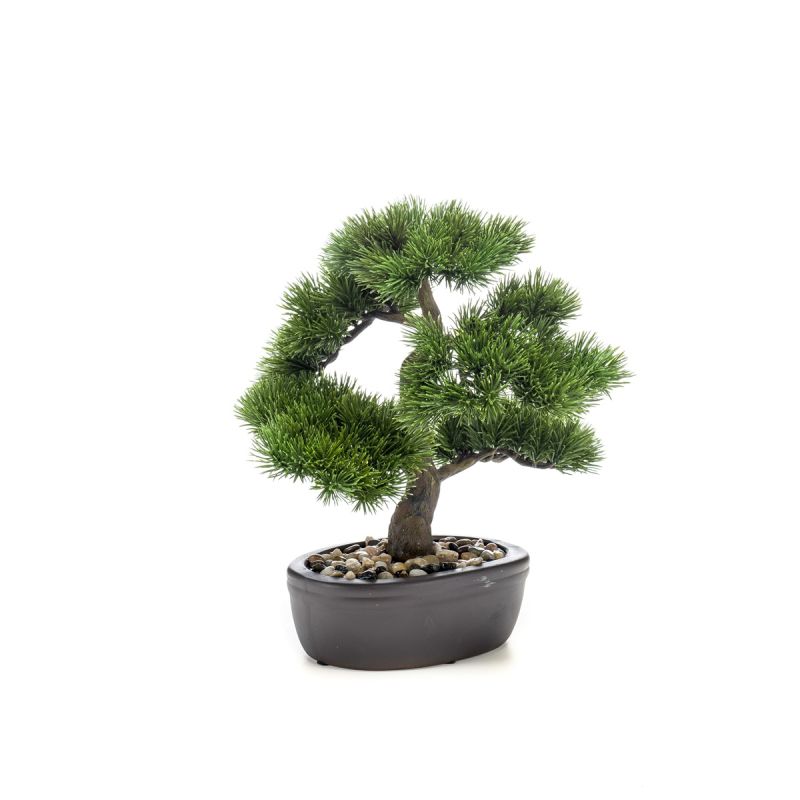Pinus bonsai on plate 32cm