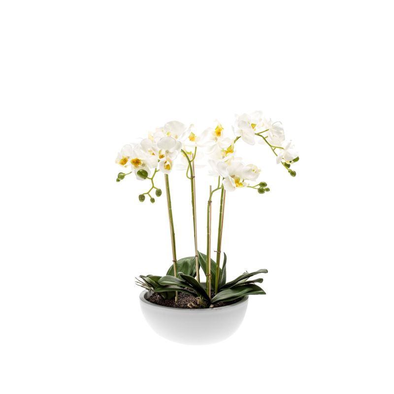 Phalaenopsis white 70cm in white bowl